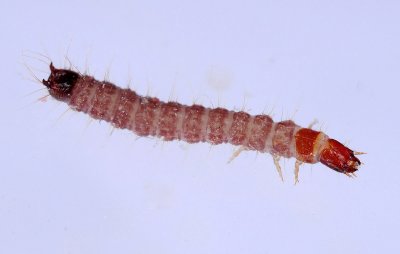 Necrobia rufipes_larva.jpg