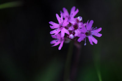 Lychnis-alpina.jpg