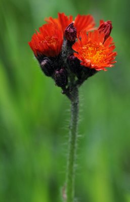 Pilosella-aurantiaca.jpg