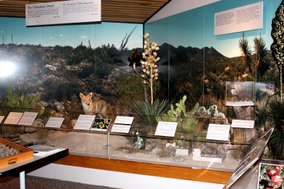 Visitor Center animal - plant display