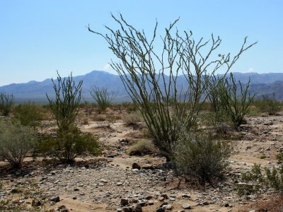 Ocotillo Patch