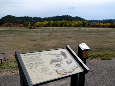 Prairie dogs