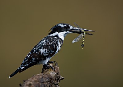 Pied Kingfisher & Dragonfly