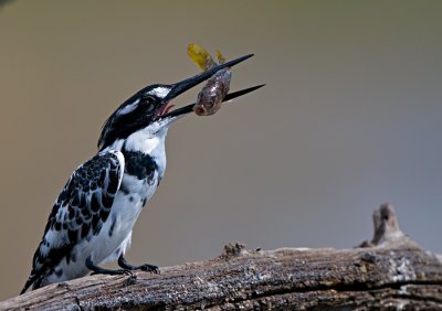 Pied Kingfisher & Catch