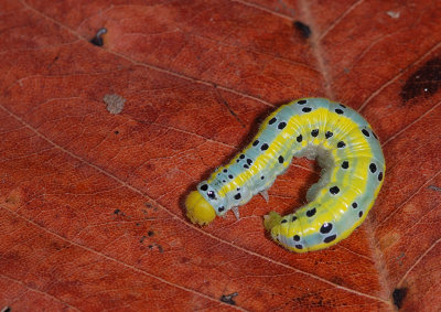 Colourful Worm