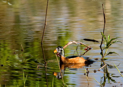 African Pygmy Goose