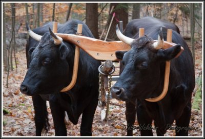 Logging with Oxen