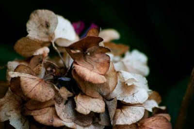 CRW_0172.jpg