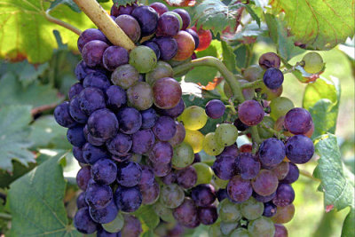050-Grapes.jpg