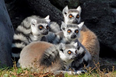 056_Four_Lemurs.jpg