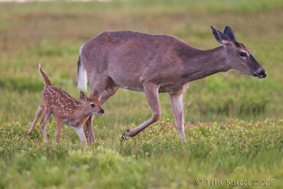 49518 - fawn with mother