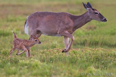 49519 - Fawn with mother