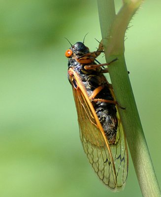 June-8-2008-cicadas-ect-1-0.jpg