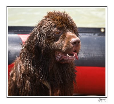 Saved by a Newfoundland Dog