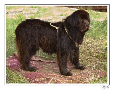 The Newfoundland dog excels at water rescue, due partly to their webbed feet and amazing swimming abilities 