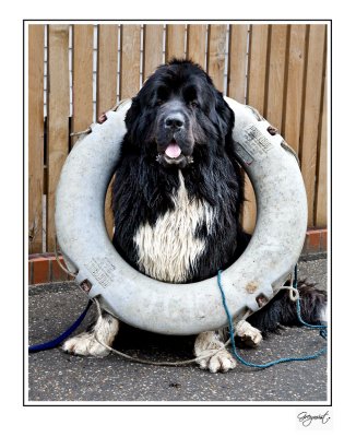 The Newfoundland dog excels at water rescue, due partly to their webbed feet and amazing swimming abilities 