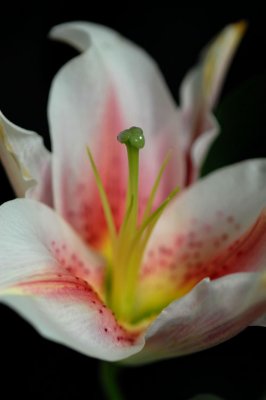 DSC_0019.jpg