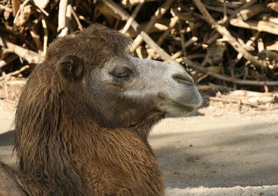  Camelus ferus f. bactriana