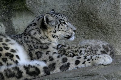  Lopard des neiges  Uncia uncia
