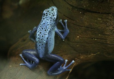 Dendrobate azure