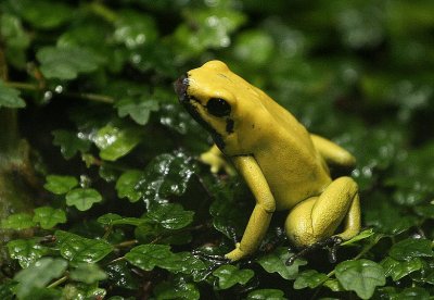 Phyllobate dor