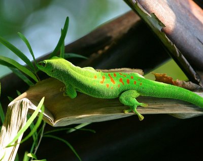 Grand gecko diurne