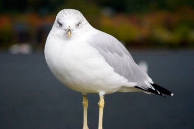 Seagull not wanting to be bothered
