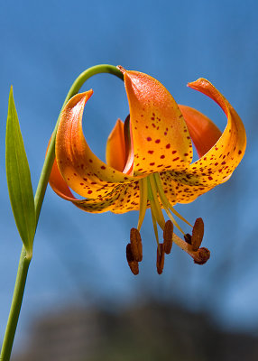 Michigan Lily