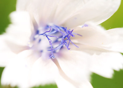 White chicory flower
