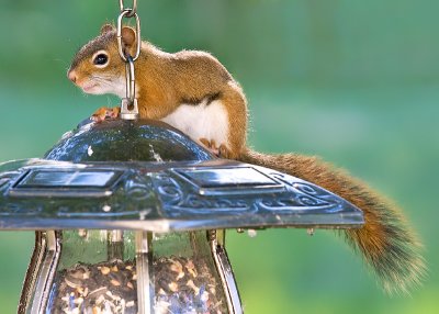 Happy Squirrel