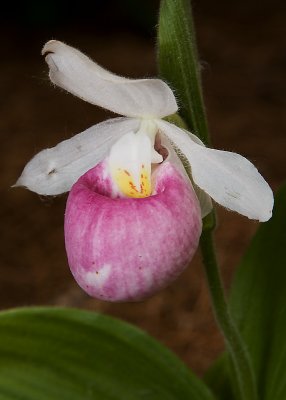 Hardy Orchid