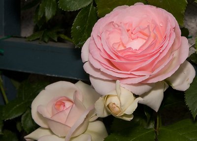 Beautiful climbing rose