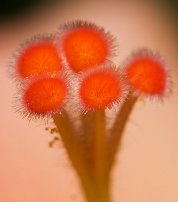 Orange Hibiscus Centre