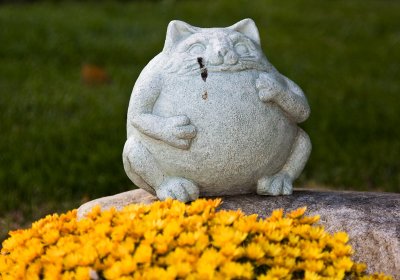 Fat Cat & Flowers