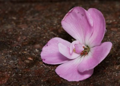 Dropped flower