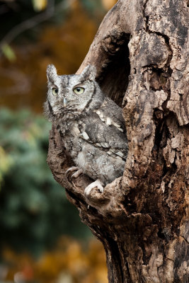 Eastern Screech Owl