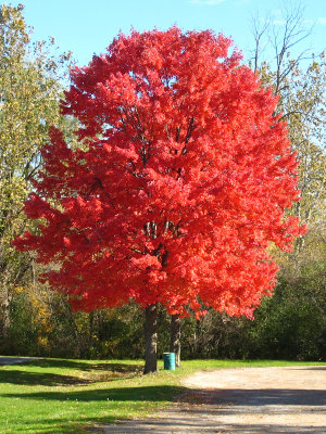 Two red maples