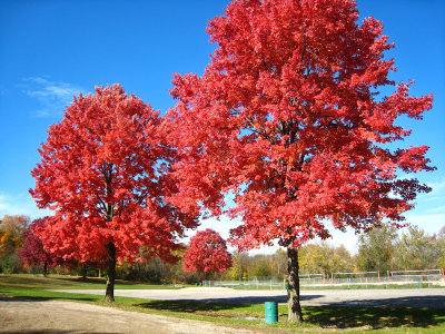 Three red maples