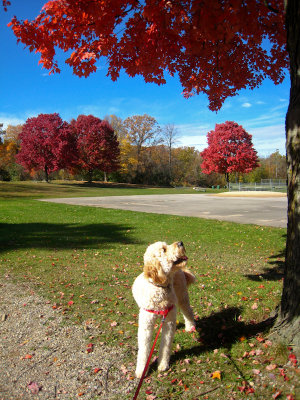 Teddy admiring trees