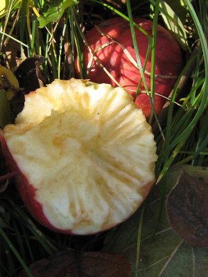 Squirrel toothmarks in apple