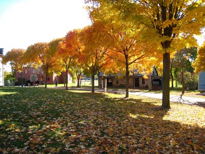 Golden trees