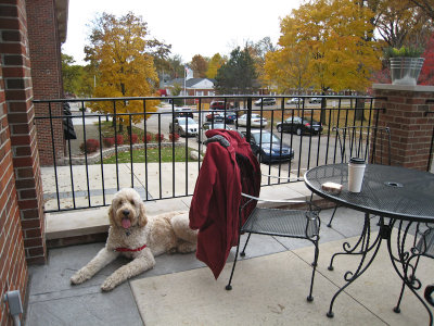 Teddy waiting for a drink