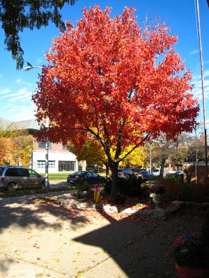 Art house red tree