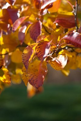 Sunny leaves