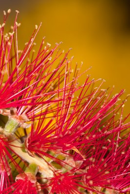 Bottlebrush