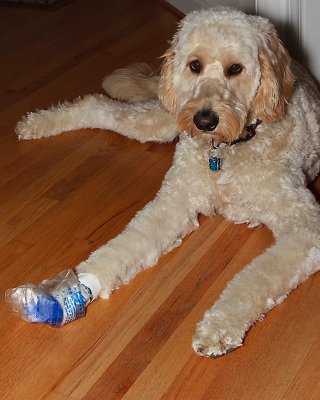 Poor Paw Teddy! :((