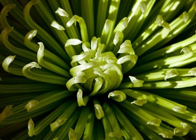 Green chrysanthemum