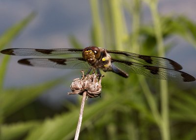IMG_2755.dragonfly.jpg