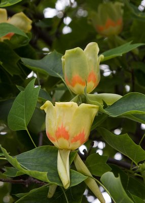 2 tulip tree flowers