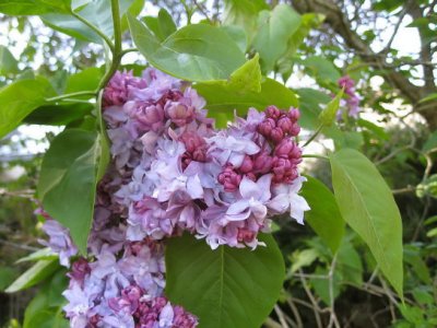 IMG_3535xss.jpg